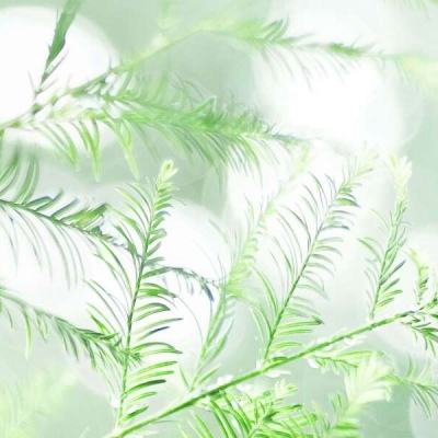 逆鳞手游官方